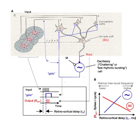 Npll Implemented By A Visual Thalamocortical Loop A A Schematic Download Scientific