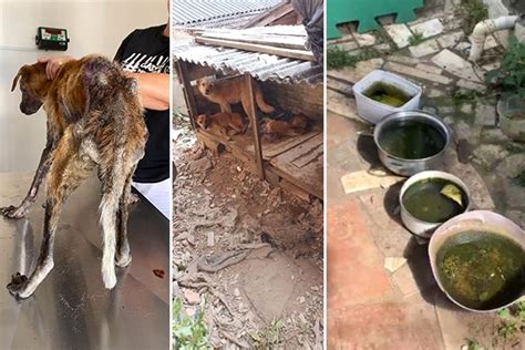 Cães em ambiente insalubre e em situação de maus tratos são resgatados