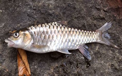 Ikan Dewa Dianggap Keramat Ternyata Langka Mahal Solopos