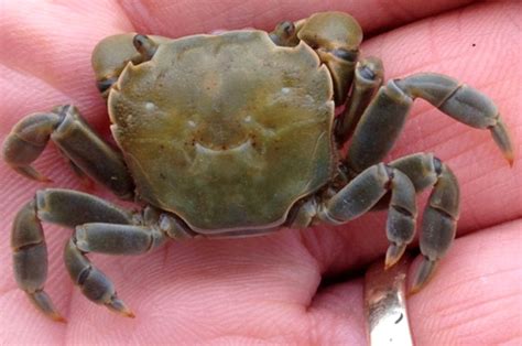 Cool Critters Purple Shore Crab Washington Sea Grant