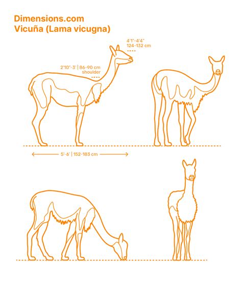 Bactrian Camel (Camelus bactrianus) Dimensions & Drawings | Dimensions.com