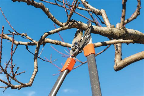 winter tree pruning - SouthValley.com