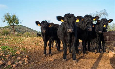 Black Angus Cattle Pictures Images And Stock Photos Istock