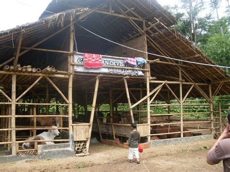 Kambing Sapi Domba Kandang Sapi