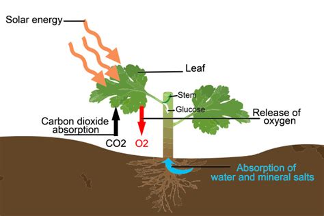 The REAL SCIENCE Behind Carbon Dioxide Plants Use CO2 To Create CBD