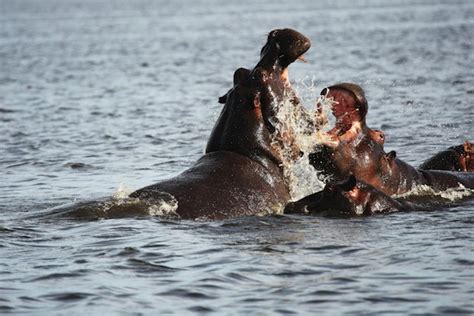 Hippopotamus Aggression | Hippoworlds