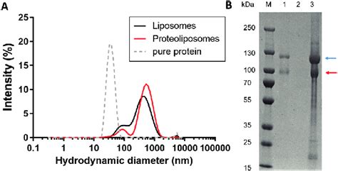 (A) DLS data showing the hydrodynamic diameter of liposomes (black) and