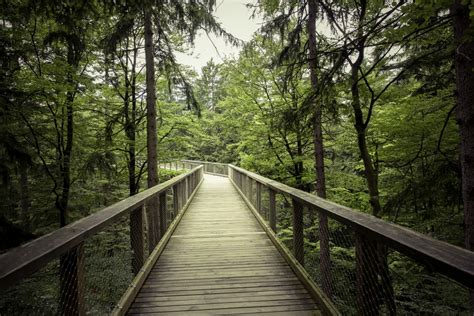 Free Images : landscape, sunlight, old, river, bark, suspension bridge ...