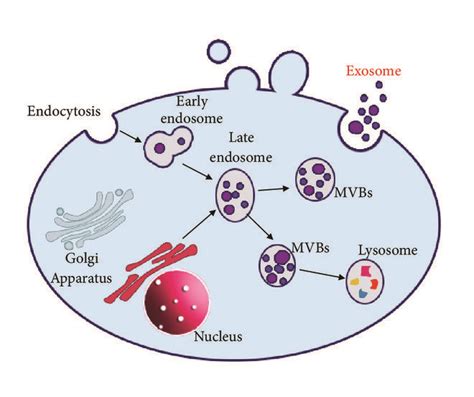 Schematic Picture Showing The Mechanism Of Maturation And Secretion Of