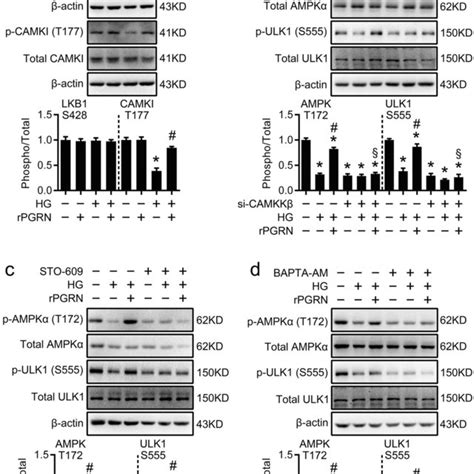 The Activation Of CaMKK Was Required For PGRN Mediated AMPK Signaling