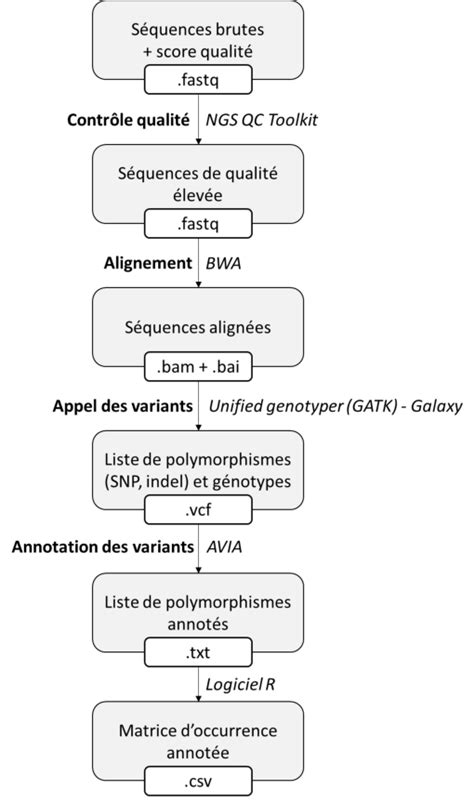 Schéma Global Des Différentes étapes Danalyses Des Données Ngs