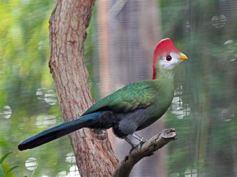 turaco wallpapers animal hq turaco pictures  wallpapers