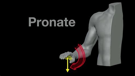 ArtStation Supination And Pronation Tip And Example, 48% OFF