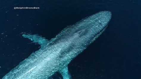 Amazing Drone Footage: Blue Whale : r/natureporn