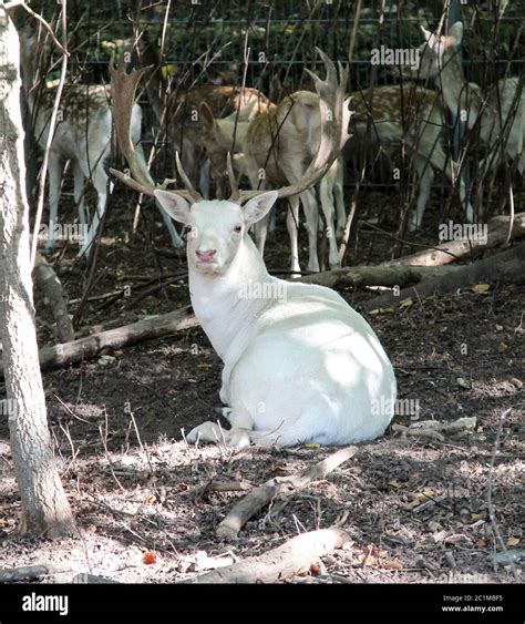 deer in the forest Stock Photo - Alamy