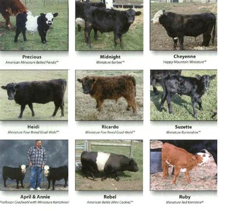 Mini Cow Breeds