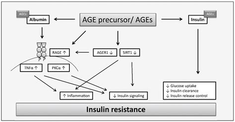 Biomolecules Free Full Text Advanced Glycation End Products And Oxidative Stress In Type 2