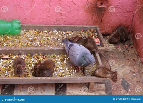 Rats In Shri Karni Mata Temple In Deshnoke Stock Image Image Of Karni