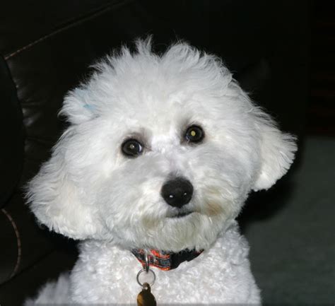 Adorable-bichon-mix-puppies-wallpaper - Dog Breeders Guide