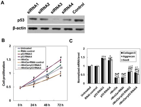 A The Sirna Knock Down Efficiencies For P B Cell Proliferation