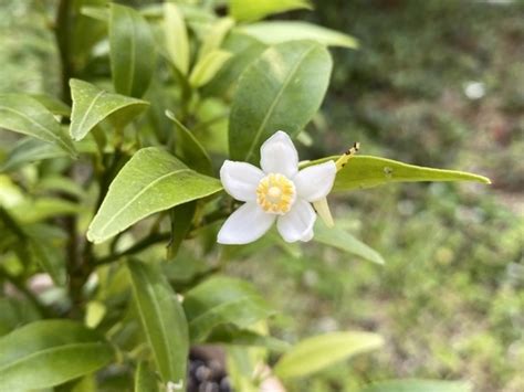 皐月の名前の由来や意味をわかりやすくご紹介します！5月に咲く花も 知ると楽しい日本の行事