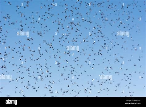 Flying ants swarm hi-res stock photography and images - Alamy