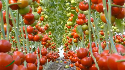 Tomato Farming टमाटर की खेती से कमाये लाखो रूपये टमाटर की खेती Full Video A2z जानकारी