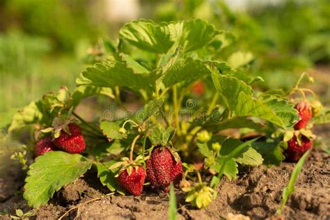 Erdbeere Bauernhof Stockbild Bild Von Gesund Petiole 16862645