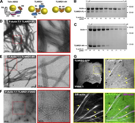 Tlnrd1 Is An Actin Bundling Protein A Schematic Of Talin Abs2