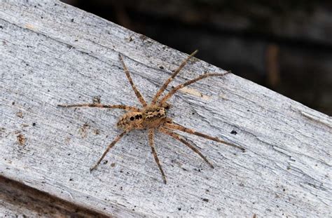 Neue Spinne In Deutschland Nosferatu Breitet Sich Aus