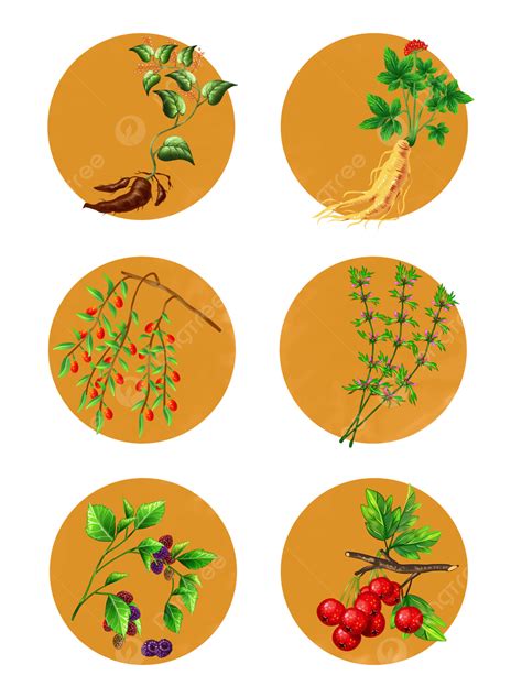 한약 초본 식물 손 일러스트 그림 바람 손바람 현실적인 스타일 전통적인 중국 약 Png 일러스트 및 Psd 이미지 무료