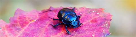 17 Beetle Facts You Don't Want To Miss