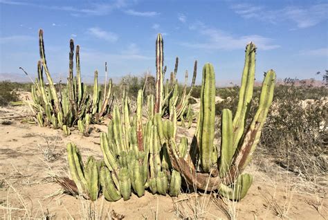 Assorted Desert Plants & Trees of the Northern Mexican Baja - Safari Arie