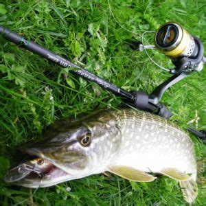 Choisir sa canne à pêche pour le brochet sandre ou carnassier Jardingue