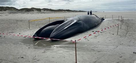 Une deuxième baleine de 15 mètres échouée dans le Finistère Radio IceAge