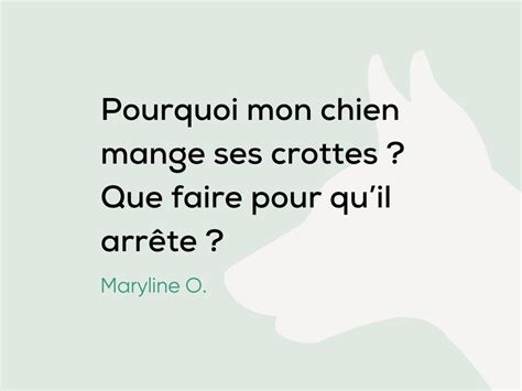 Pourquoi mon chien mange ses crottes Que faire pour qu il arrête