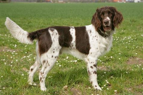 German Longhaired Pointer Dog Breed Facts Highlights And Buying Advice