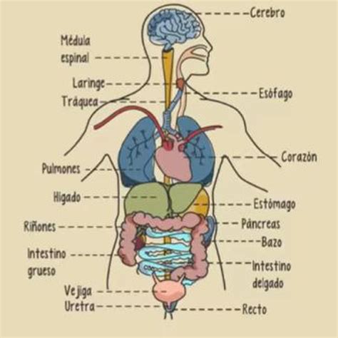 Organos Del Cuerpo Humano