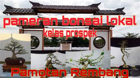 Pameran Bonsai Lokal Pamotan Rembang Kelas Prospek Youtube