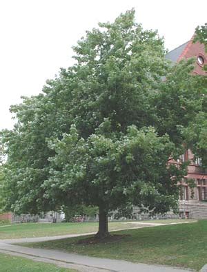 Silver Maple tree