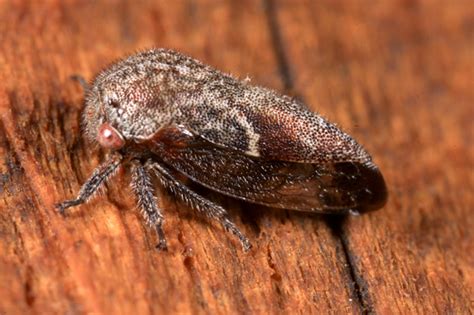 Treehopper Ophiderma Pubescens BugGuide Net