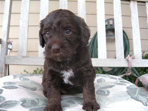 Chocolate Labradoodle Puppies Florida : Stunning chocolate labradoodle ...