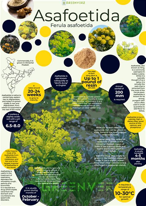 Infographics of Asafoetida | Greenverz