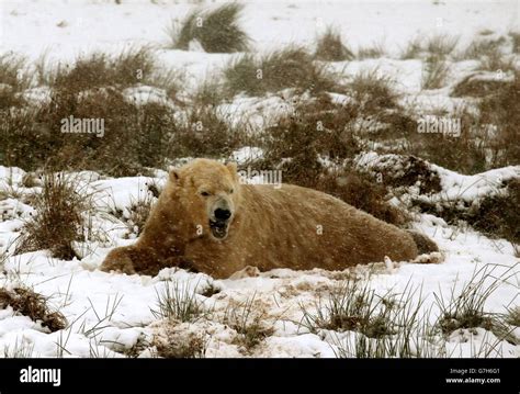 Polar Bears at Highland Wildlife Park Stock Photo - Alamy