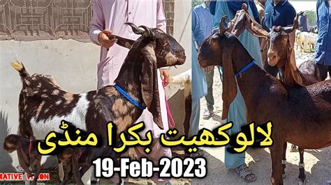 Lalukhet Bakra Mandi 19 Feb 2023 Goat Farming Pakistan Today Bakra