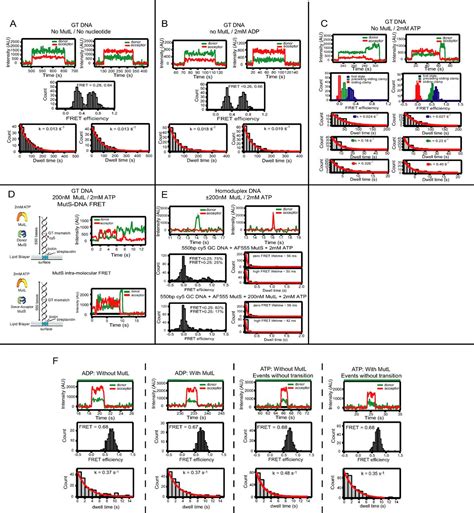 MutL Traps MutS At A DNA Mismatch PNAS