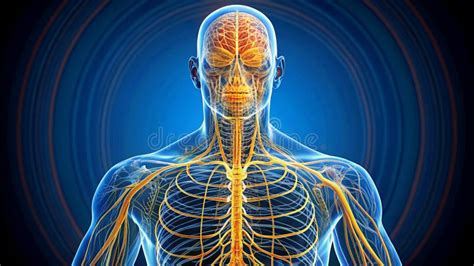 Sistema Nervoso Humano Arte Vagus Nervo Da Anatomia Cerebral Gerativa