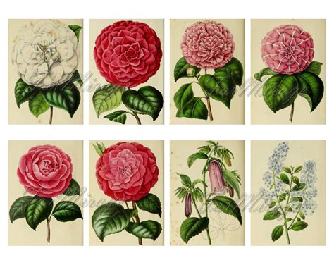 ADORABLE FLOWERS Set 1 Digital Collage Sheet 40 Atc Cards Etsy