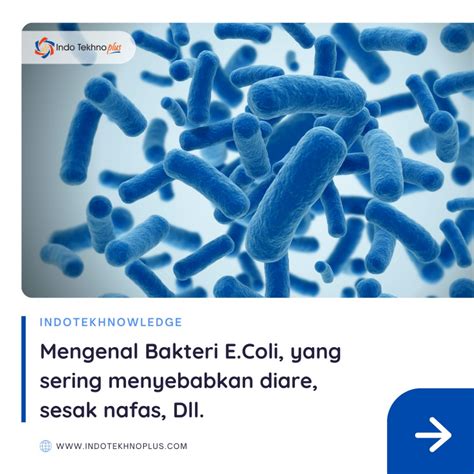 Apa Itu Bakteri Ecoli Dan Apa Saja Infeksi Yang Ditimbulkan Oleh Bakteri Ecoli