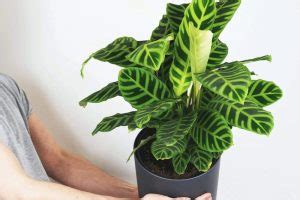 Calathea Zebrina Cuidados Y Trucos Para Su Cuidado En Casa Ideas Verdes